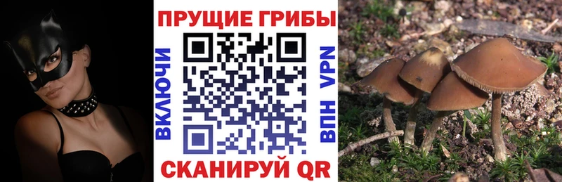 цены Отрадная Псилоцибиновые грибы GOLDEN TEACHER